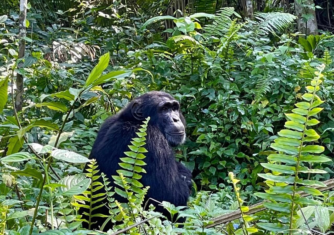 Kibale Guest Cottages Fort Portal Luaran gambar